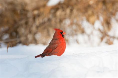 Male Northern Cardinal Stock Image Image Of Wild Snow 52295925