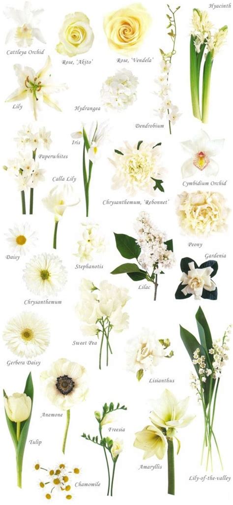 It is also the name of a shrub with yellow or white blossoms. Awesome White Wedding Flowers Types | White wedding ...