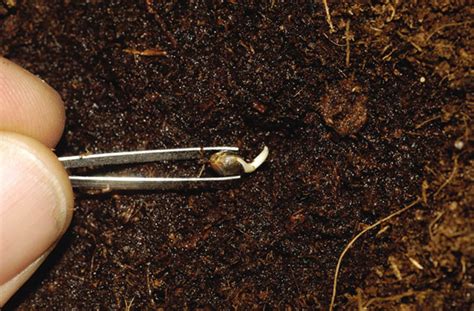 How to germinate weed seeds. Jorge's Cannabis Encyclopedia: Seed Germination • High Times