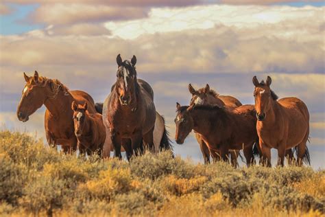 Wild Horses Noredleaf