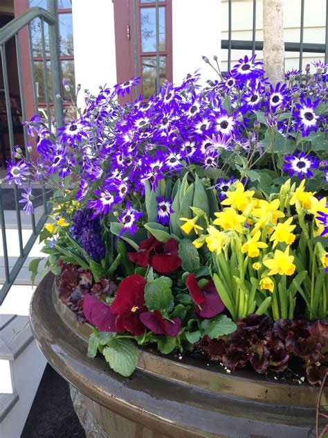 Spring Planters Are Happening Springflowers Containergardening