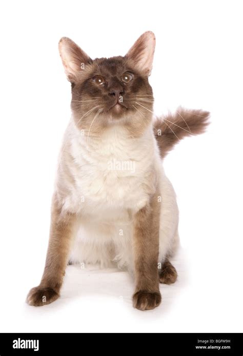 Balinese Cat Hi Res Stock Photography And Images Alamy