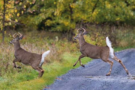 Why Are Some Wild Animals Becoming Self Domesticated Geographical