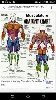 3  in your book list any muscles that you know in the body. Major muscles of the body, with their COMMON names and SCIENTIFIC (Latin) names YOUR JOB is to ...