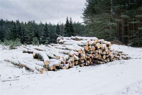 Timber Logs In A Forest In Winter Stock Photo Image Of Pine Covered