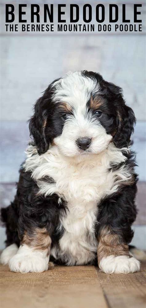 Check out our bernese mix selection for the very best in unique or custom, handmade pieces from our shops. Bernedoodle - The Bernese Mountain Dog Poodle Mix