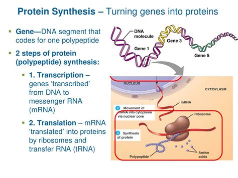 Ppt Protein Synthesis Turning Genes Into Proteins Powerpoint