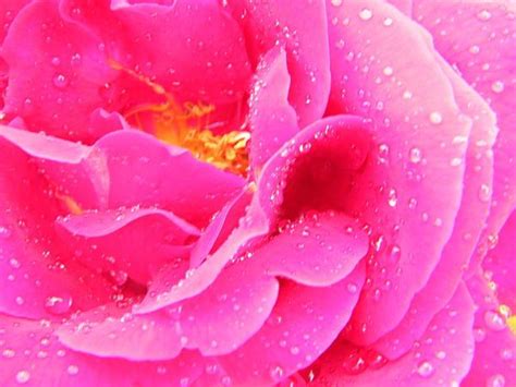 Delicate Dew Drops On Insanely Pink Rose By Mary Sedivy Macro