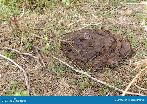 Dried Cow Dung On Dry Grass Compost Fertilizer Stock Photo Image Of