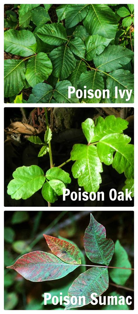 Poison Ivy Prevention Natural Ways To Treat This Invasive Weed