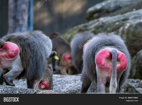 Hamadryas Baboons