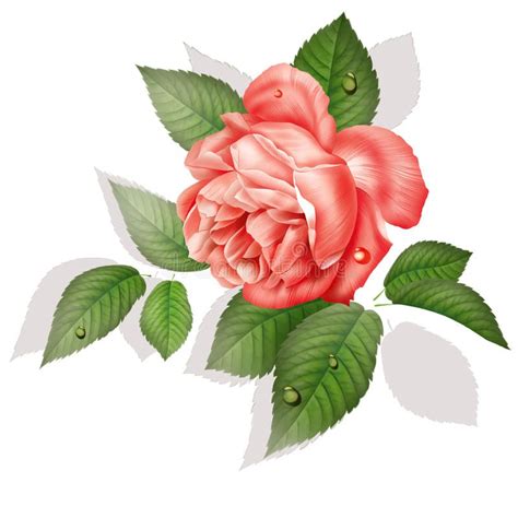 Dessin Fleur Rose Illustration Vectorielle De Rose Rouge Isolée Sur Fond Voir Plus D