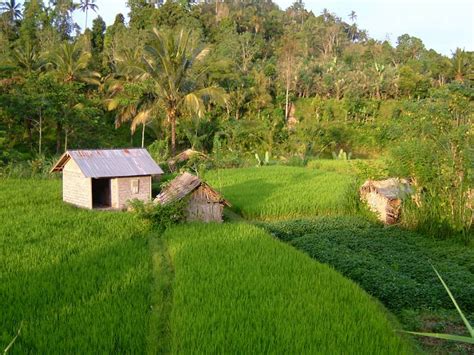 The agriculture, fisheries and forestry sectors employ roughly 10 percent of the malaysian labor force and account for about eight percent of the country's gdp. Rice of Sustainable Agriculture - Clean Malaysia