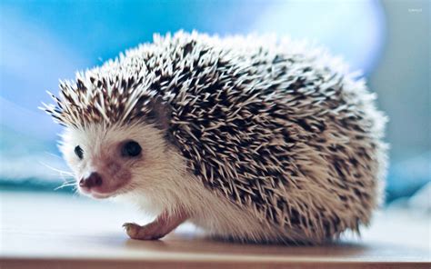 Cute Hedgehog Wallpapers Top Free Cute Hedgehog Backgrounds