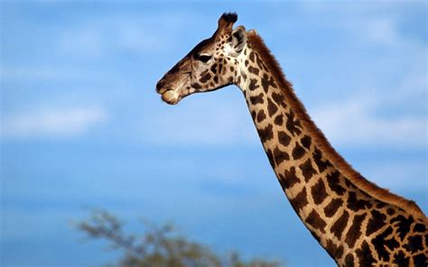 Amazing African Animals The Tallest Amazing Giraffe