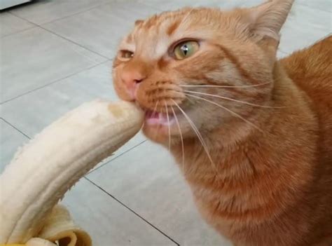 Unsure about what cats can eat? Can Cats Eat Bananas?