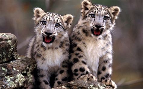 Cute Baby Snow Leopard 1440x900