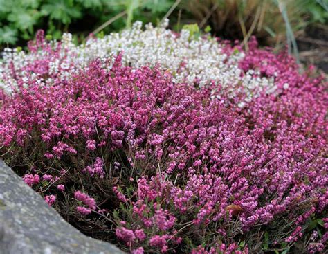 Erica Carnea Flowering Growing And Care