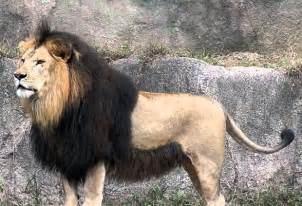 Unfollow lion hair to stop getting updates on your ebay feed. Barbary lion - Atlas lion | DinoAnimals.com