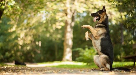 16 Ways How To Make Your German Shepherd Happy The Paws