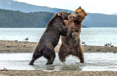 Baby Grizzly Bear Fighting