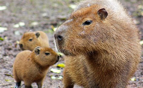 The female guinea pig is called sow and male one is called boar. Capybara - ZooBorns