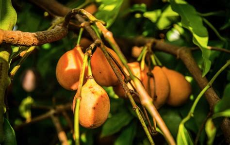 • khoảng cách trồng nên trồng. Loại quả được mệnh danh là "măng cụt vàng" - Trái cây Dũng mập