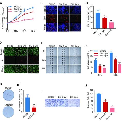 sm inhibits fadu cell proliferative and migration ability a cell download scientific