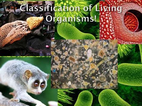 Ppt Classification Of Living Organisms Powerpoint Presentation