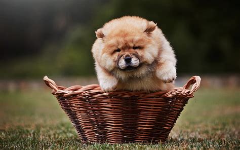Chow Chow Close Up Puppy Furry Dog Chow Chow In Basket Small Chow