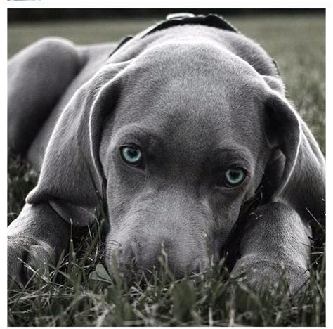 Dad is also a pet within the family and is a weimaraner x hungarian vizsla. Pin by Carol Broat on Cute little animal pics | Weimaraner ...