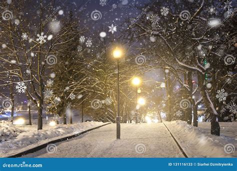 Evening Winter Park In Snowfall Christmas Time Stock Image Image Of