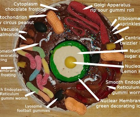 Animal Cell Cake Of Celliness 6 Steps With Pictures Instructables