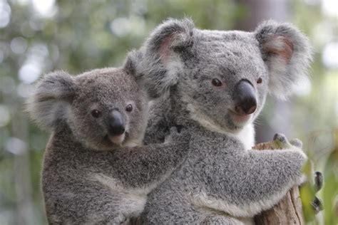 Koala Bears As Pets