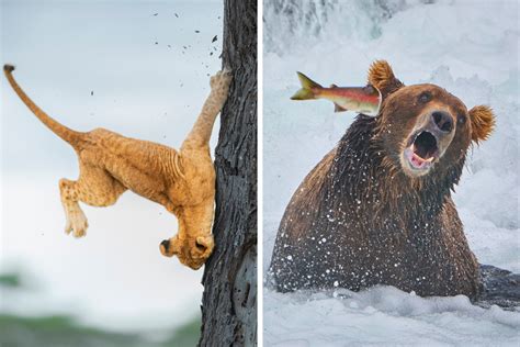 The Finalists Of The Comedy Wildlife Photography Awards Have Been