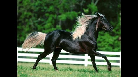 Most Beautiful Arabian Black Horse The Black Beauty Youtube