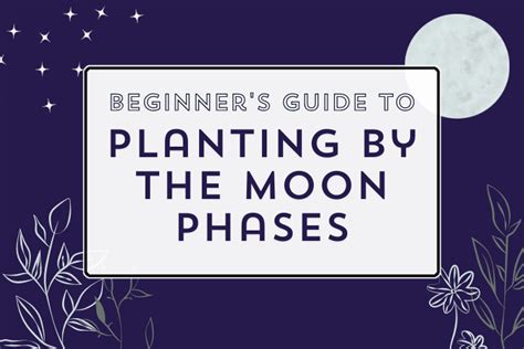Beginners Guide Planting By The Moon Phases Offbeat Gardener