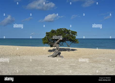 Divi Tree On A Beautiful White Sand Beach In Aruba Stock Photo Alamy