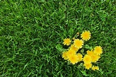 Lawn Weeds: How to Identify the Most Common Types - This Old House