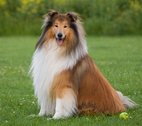 Dog Rough Collie Free Stock Photo Public Domain Pictures