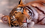 Sleeping Tiger HD Desktop Wallpaper: Widescreen: High Definition: Vollbild
