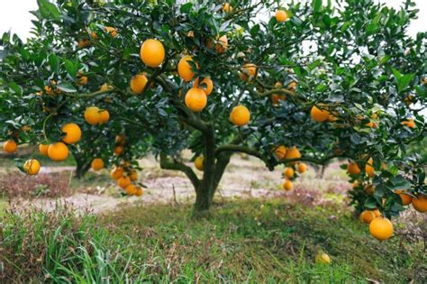 Sebestena is native to the american tropics, in florida. Victoria County Master Gardener Association - 2019 Jan 25