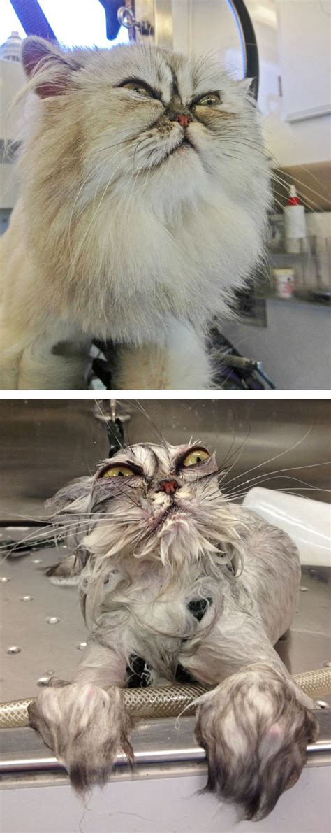 17 Hilarious Photos Of Cats Before And After A Bath