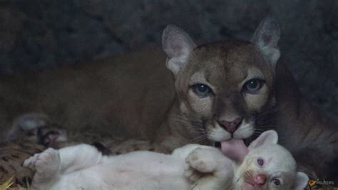Puma Gives Birth To Rare Albino Cub In Nicaragua Cna