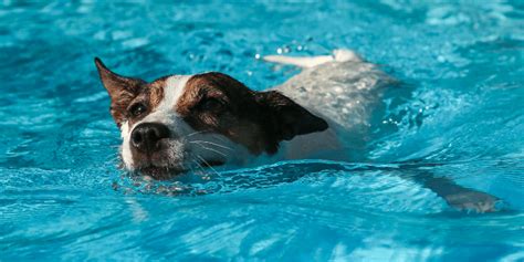 Can Dogs Swim The Petster
