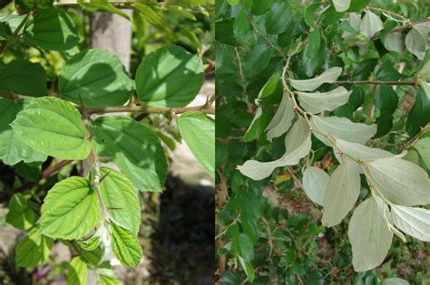 You can see the names of more fruit (with other details) here: We love Our Bangladesh: Jujube (Boroi/Kul) is one of the ...