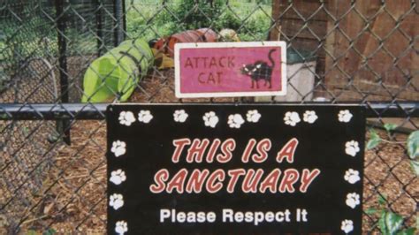 Custom Cat Enclosure In Issaquah Washington Youtube