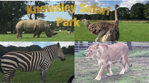 Knowsley Safari Park England Youtube