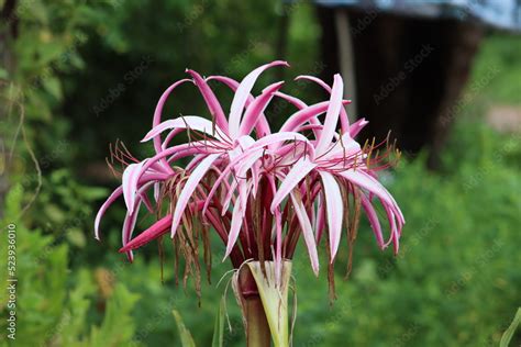 Foto De Cambodia Crinum Asiaticum Commonly Known As Poison Bulb