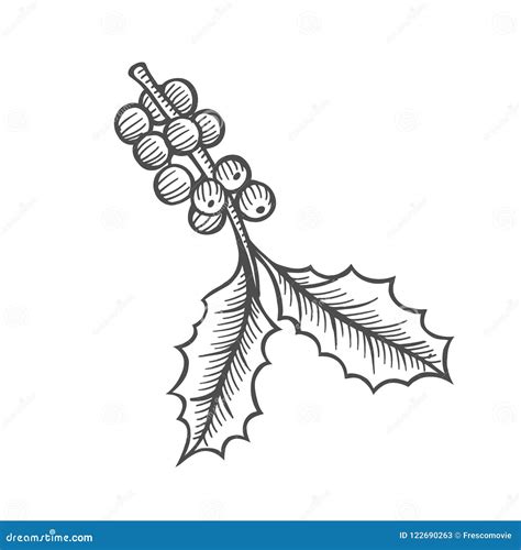 Sketch Of Mistletoe Branch Stock Vector Illustration Of
